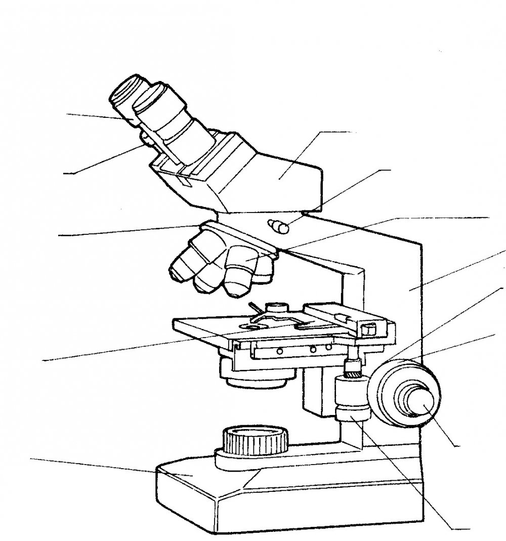 Световой микроскоп бинокулярный рисунок