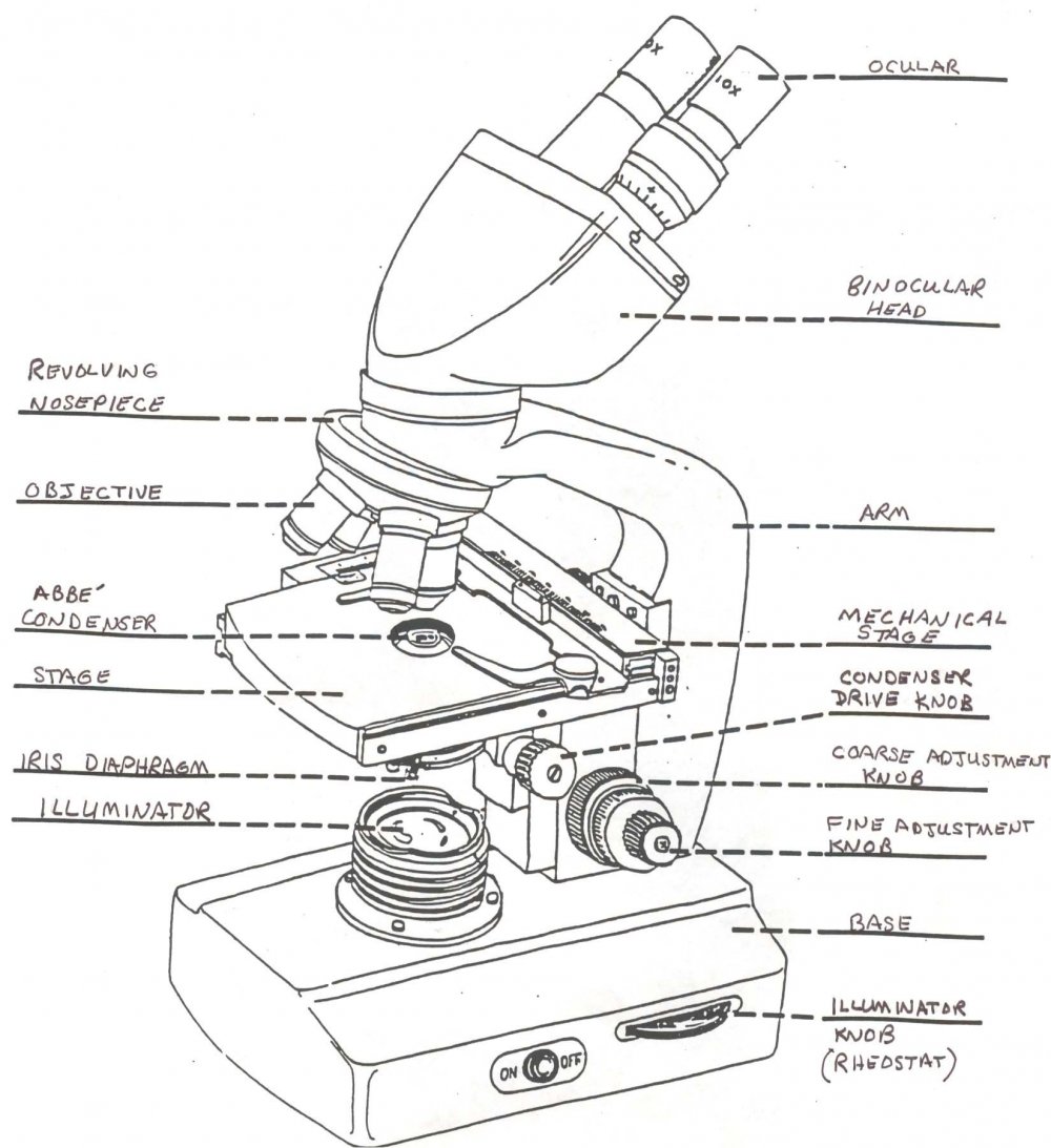 Бинокуляр микроскоп схема
