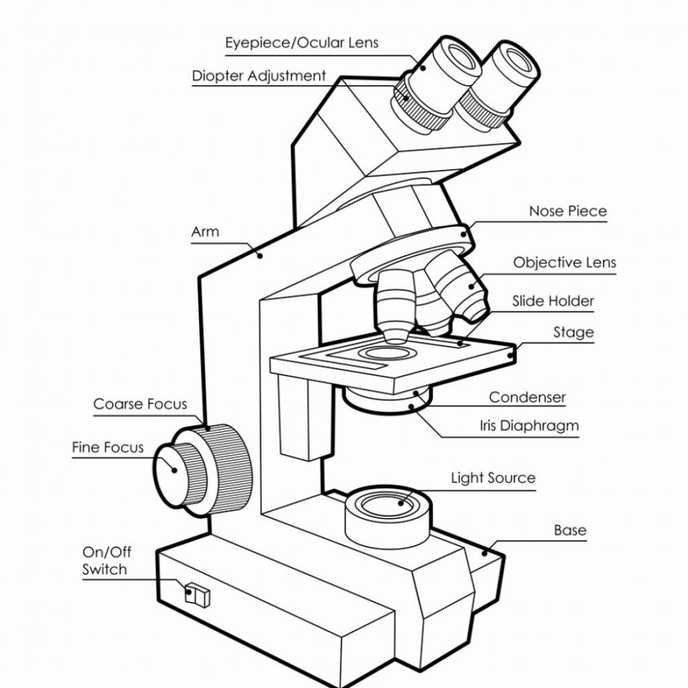 Бинокулярный микроскоп схема