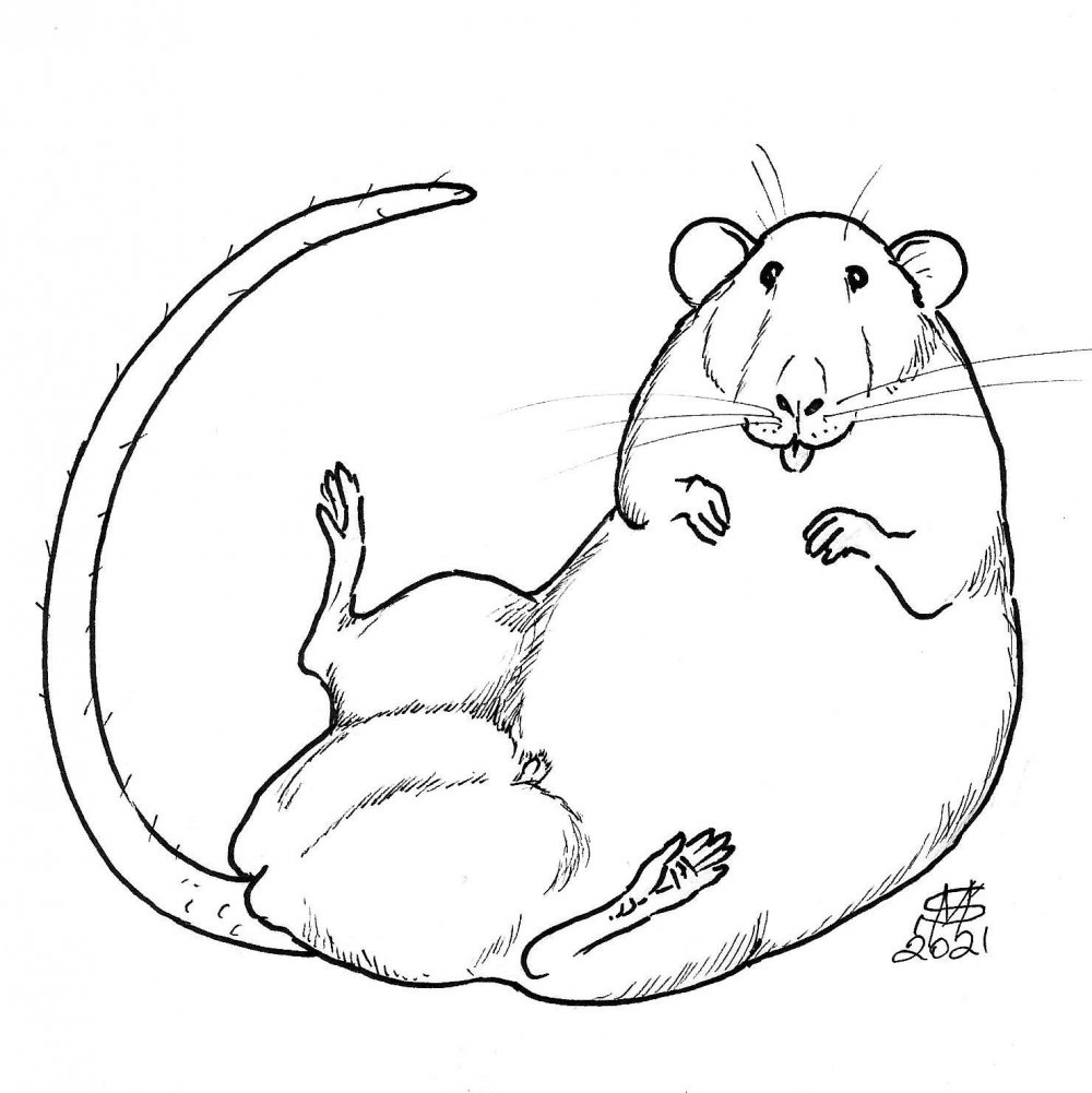 Крыса рисунок для детей