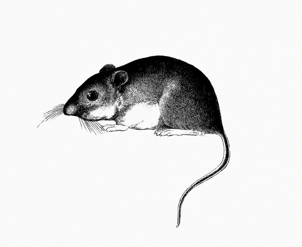 Фантастические крысы рисунки