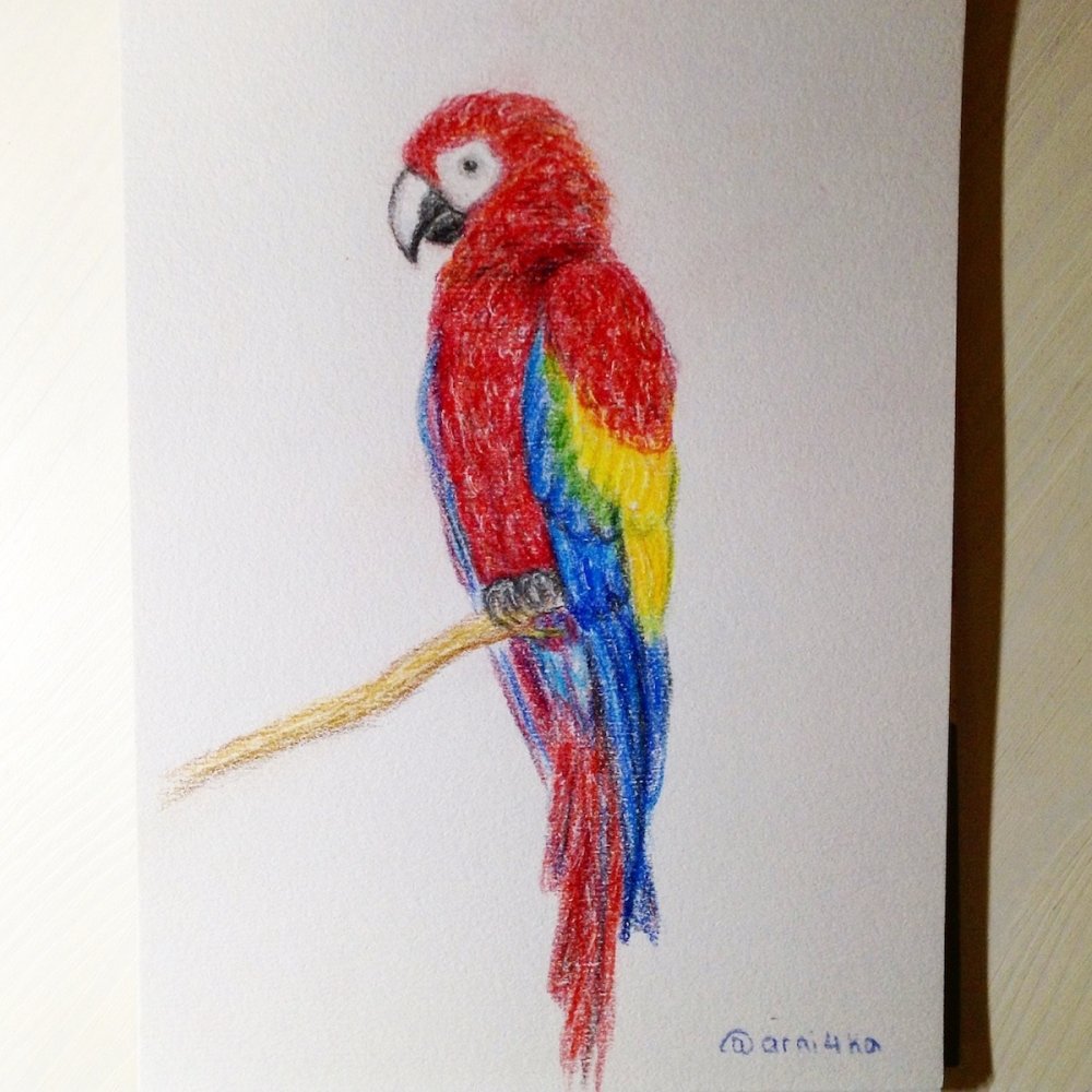 Раскрасить попугая цветными карандашами