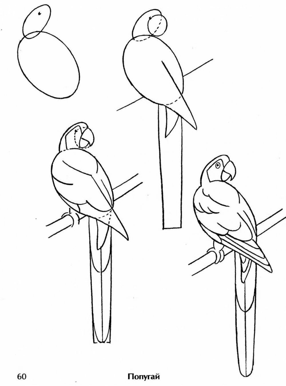 Раскраски попугай ара сложный рисунок