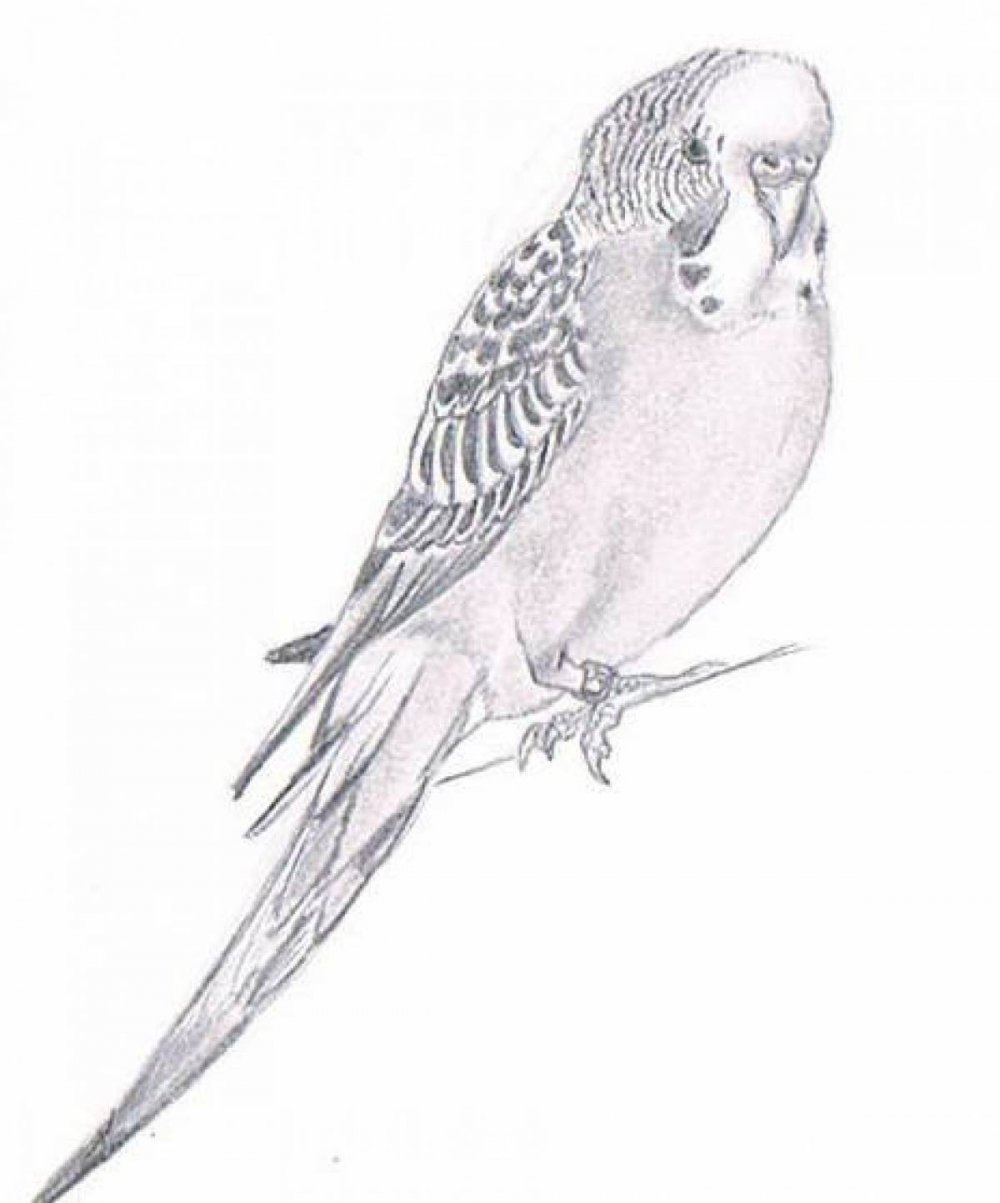 Волнистый попугай рисунок