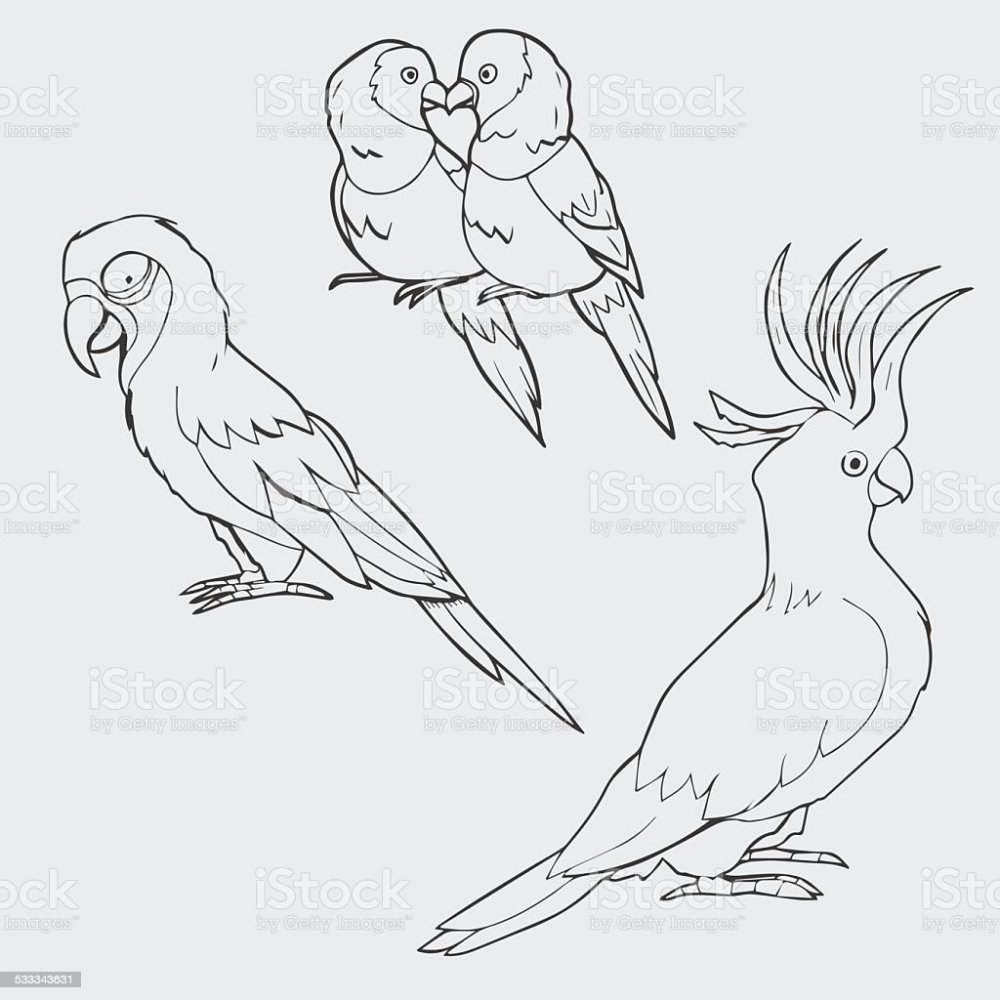 Раскраска попуганы