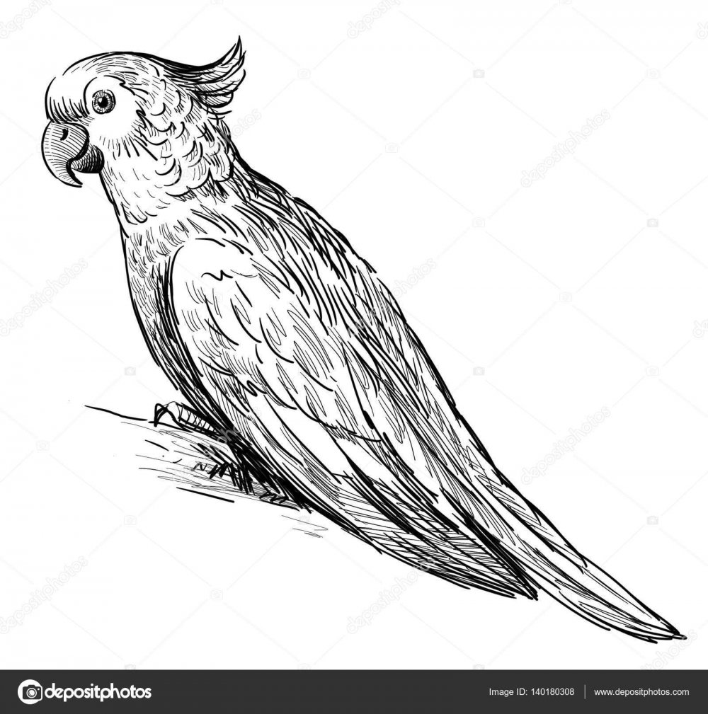 Рисунки птичек для срисовки