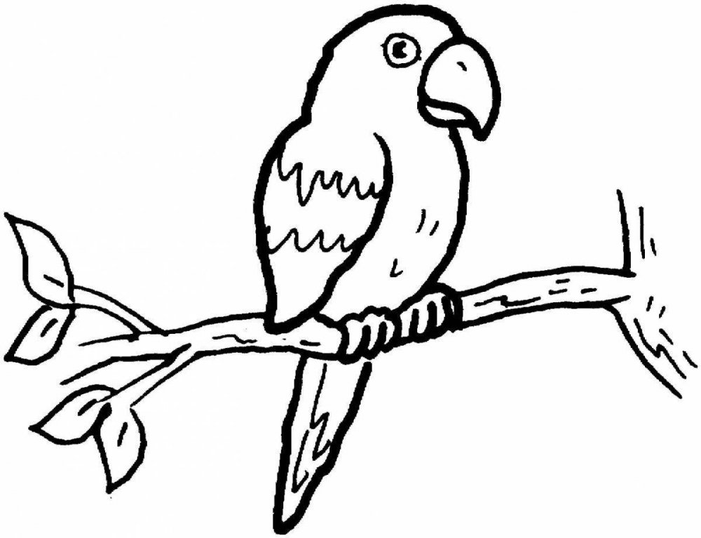 Рисовать волнистого попугая