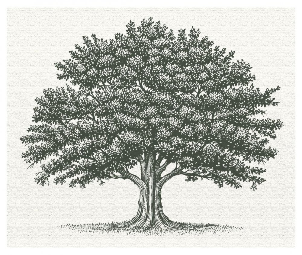 Дерево дуб Графика