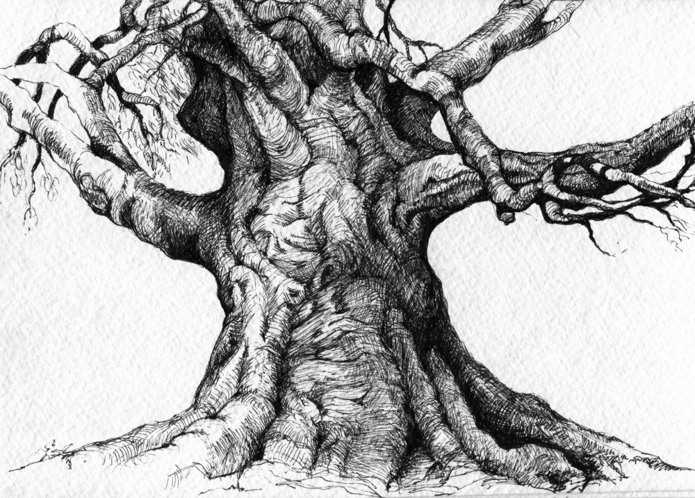 Дерево дуб для детей