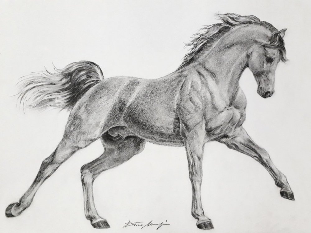 Конь рисунок