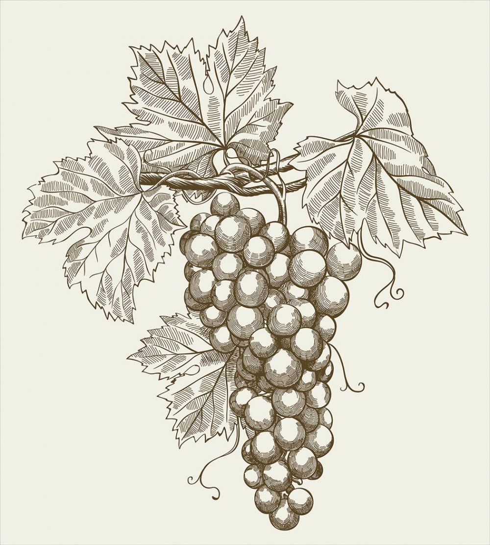 Виноградная лоза гравировка