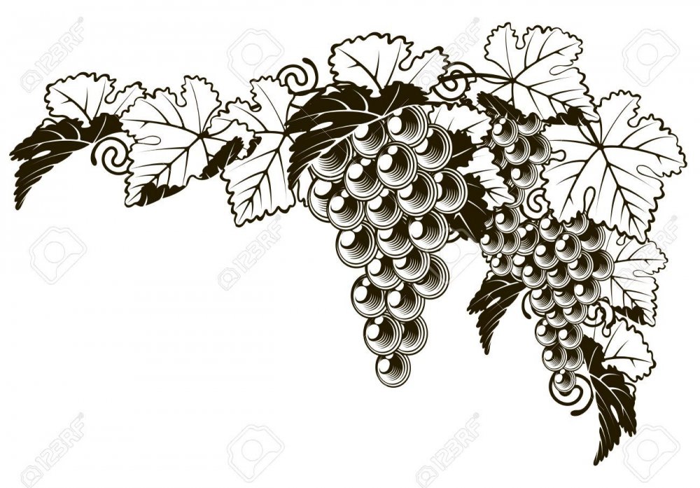 Виноградная лоза стилизация
