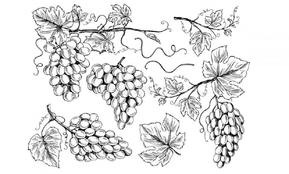 Листья винограда референс