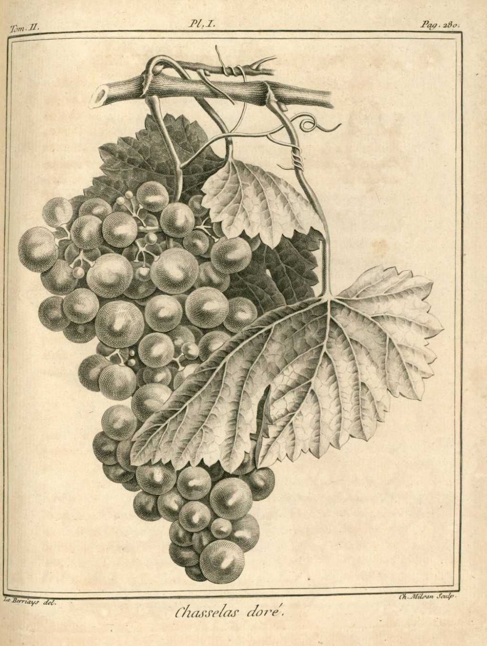 Виноградная лоза ботаника
