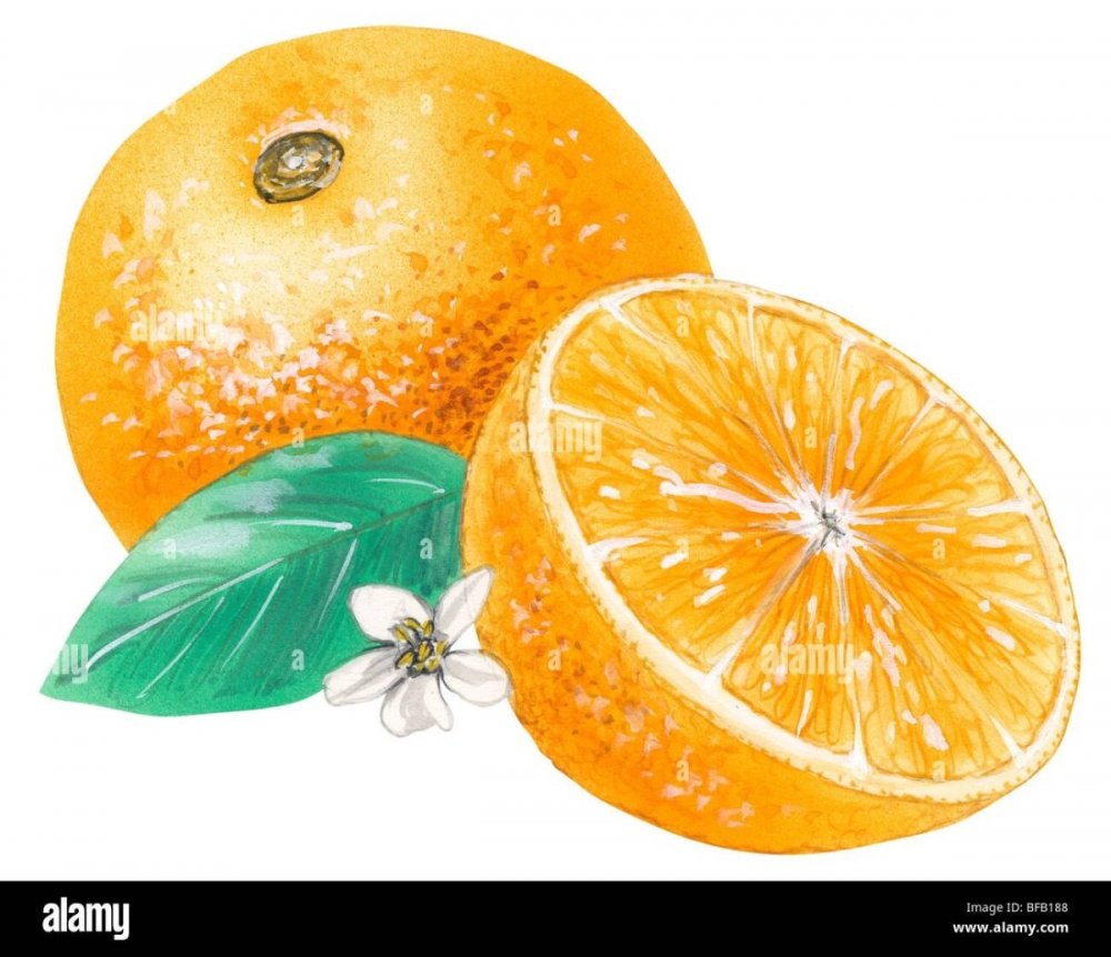 Апельсин нарисованный целый