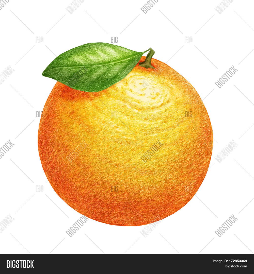 Апельсин схематично