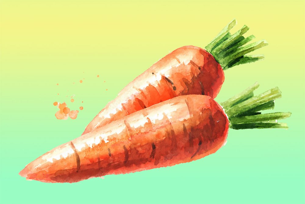 Морковь рисунок скетчинг