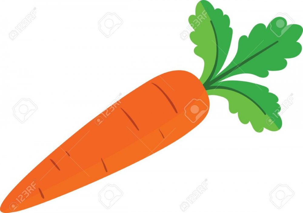 Пучок моркови рисунок