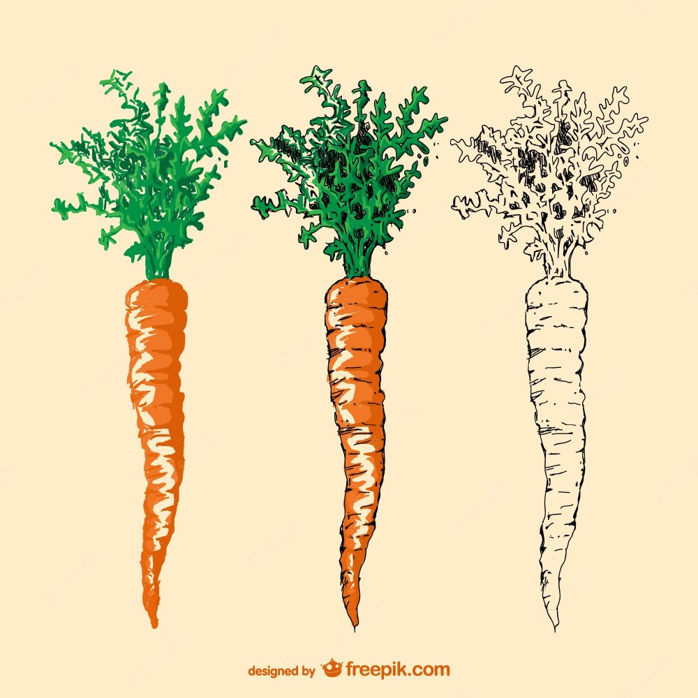Морковь рисунок реалистичный