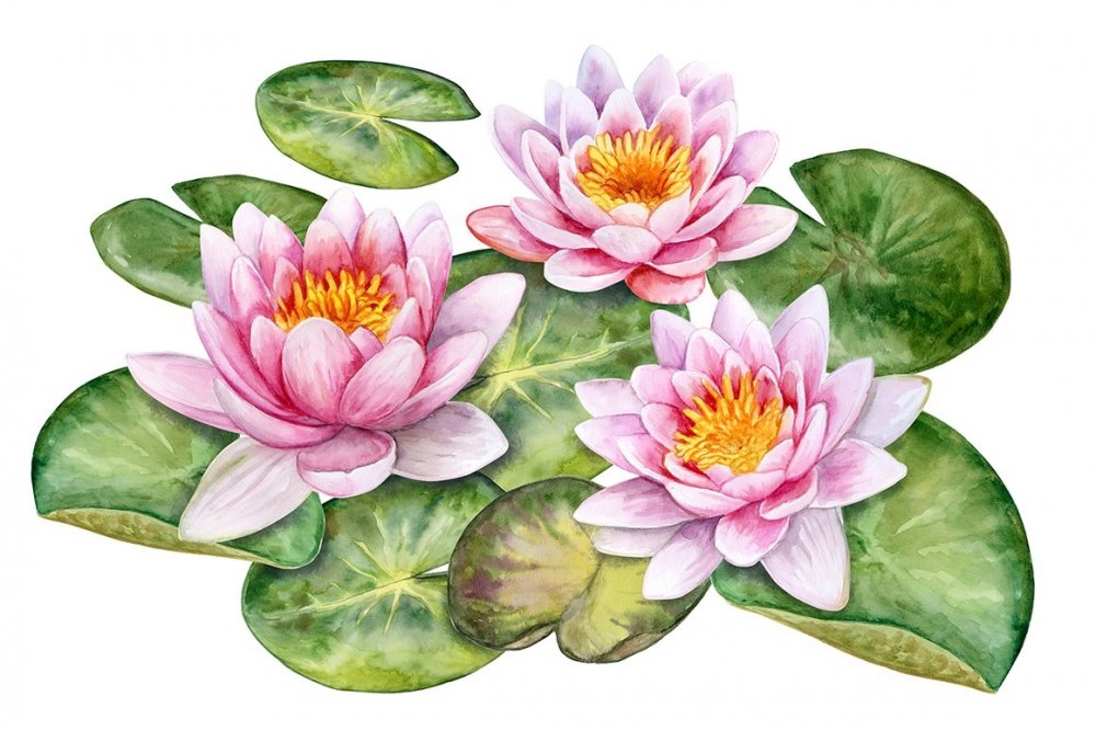 Nymphaea Lotus Ботаническая иллюстрация