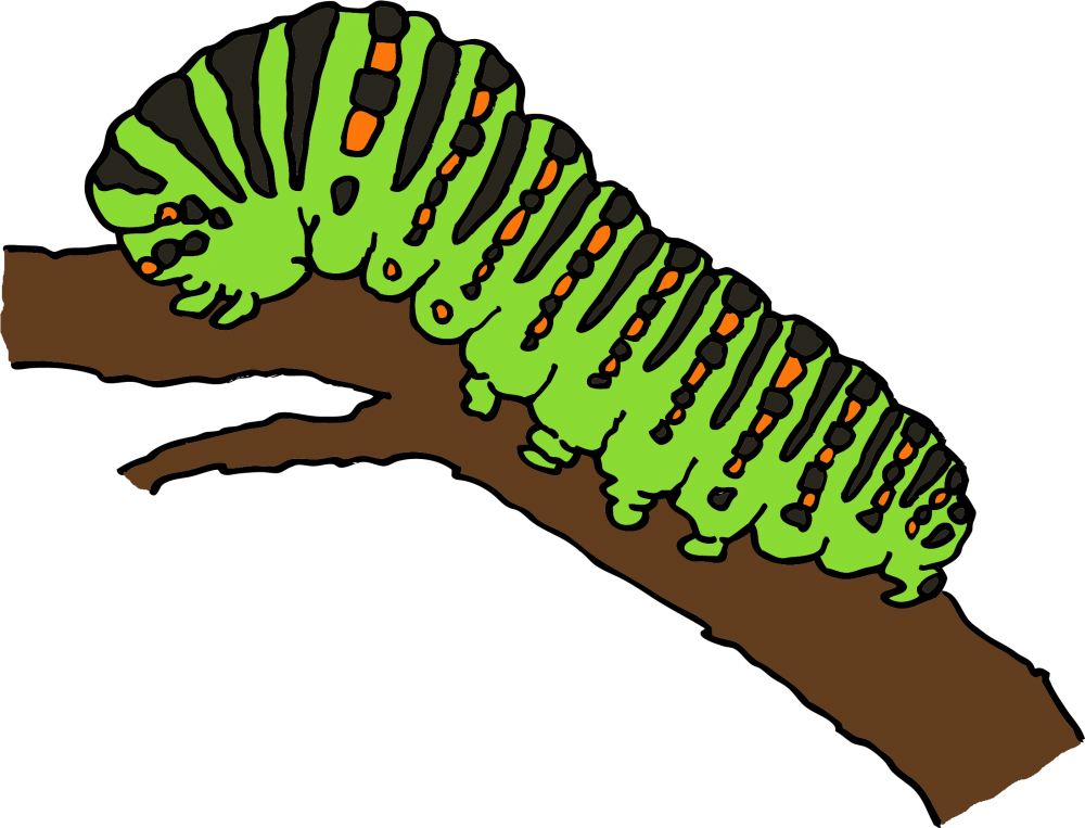 Гусеница раскраска для детей