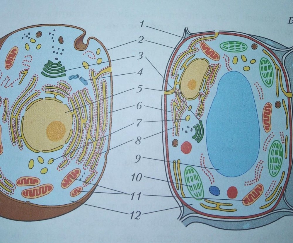 Строение растительной клетки 3д