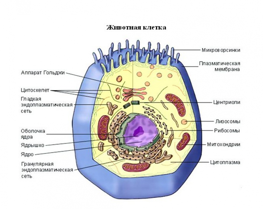 Клетки биология 6 класс растительная клетка