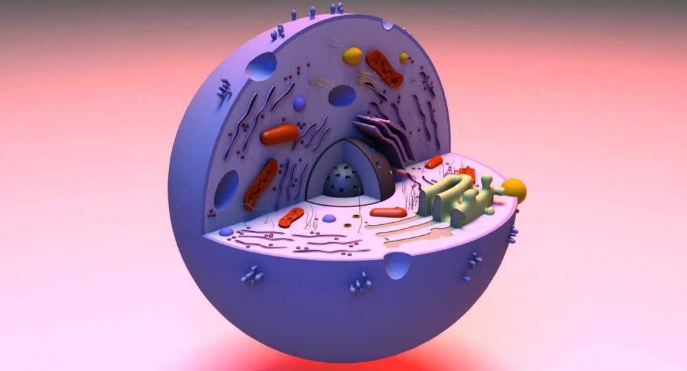 Модель растительной клетки человека биология 5