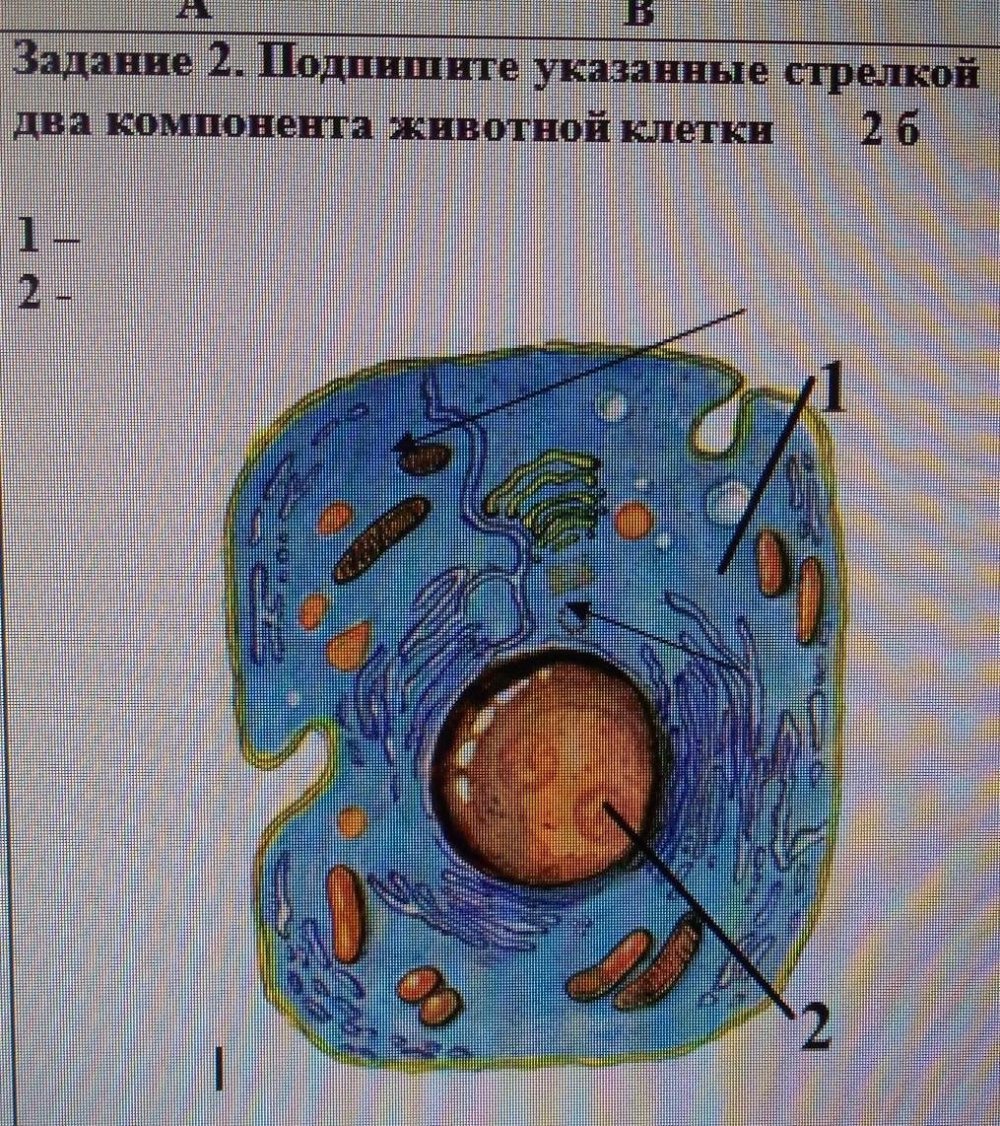 Животная клетка рисунок с подписями органоидов