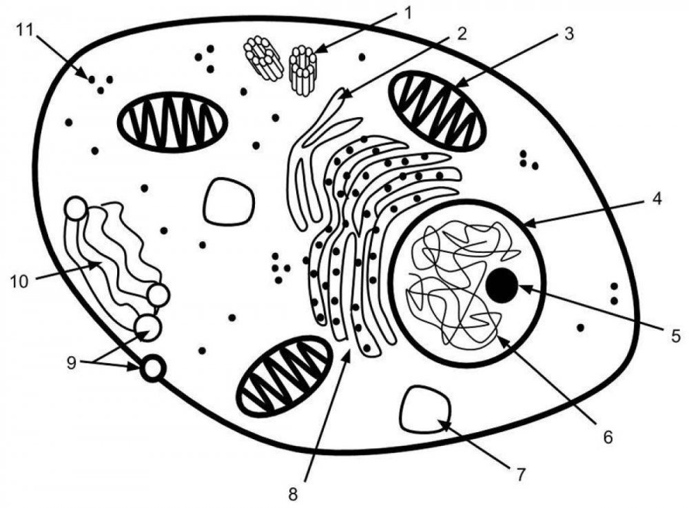 Рисунок животной клетки с обозначениями
