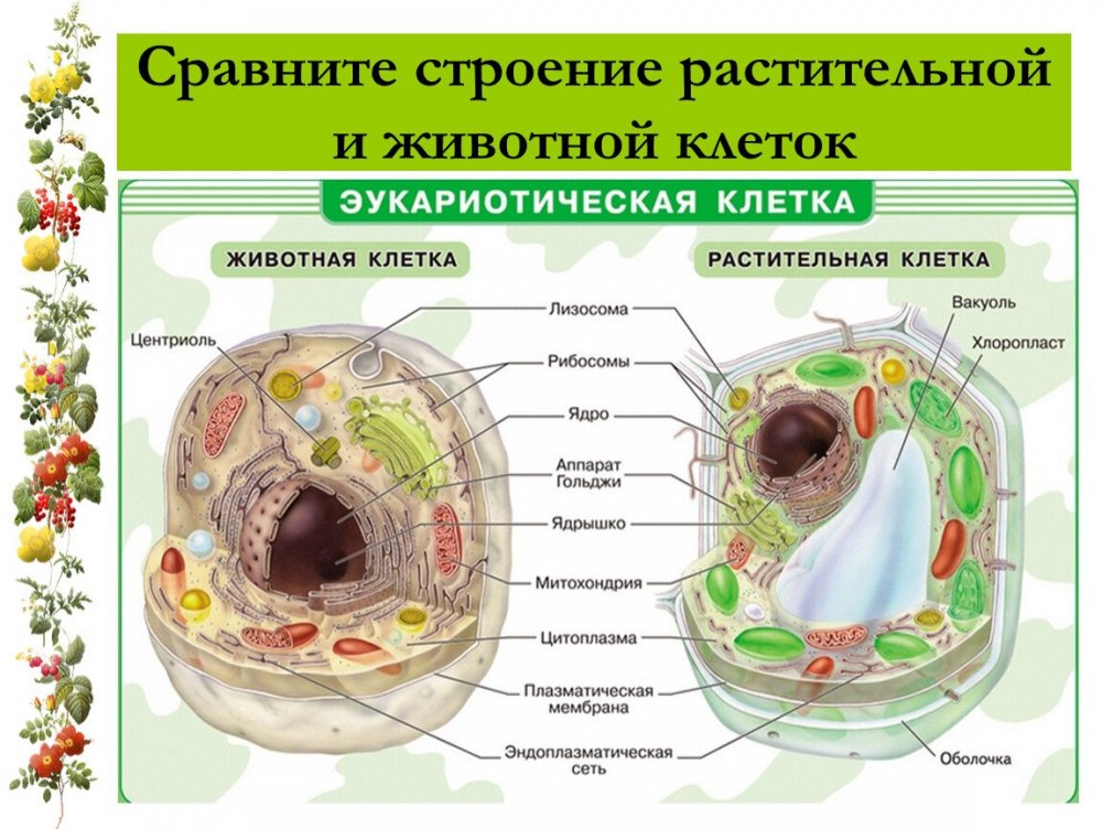 Биология 6 класс строение растительной и животной клетки