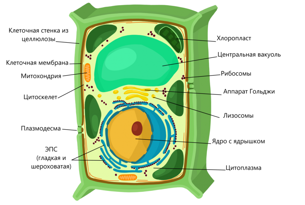 Строение животной клетки эукариот
