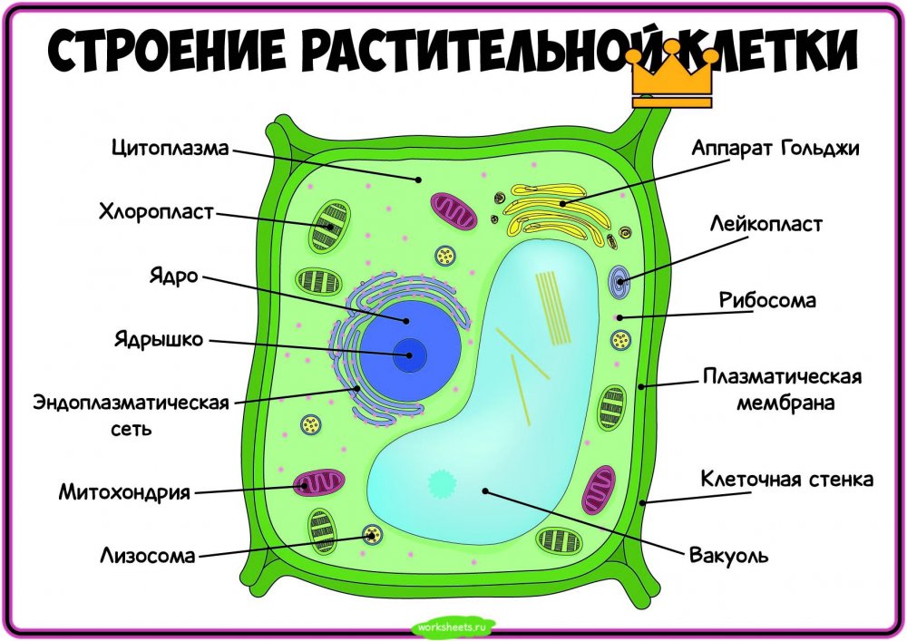 Строение эукариотической клетки 3д