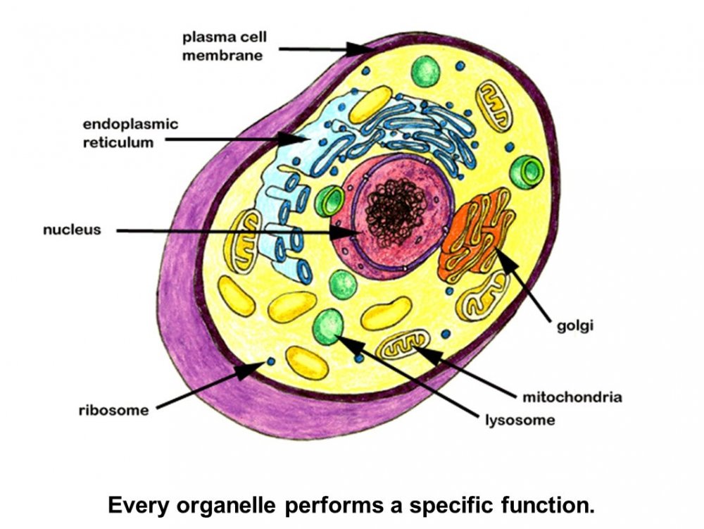 Строение клетки растения и строение животной клетки