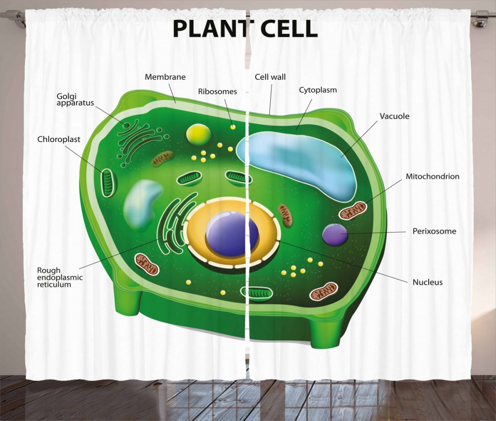 Составляющие растительной клетки