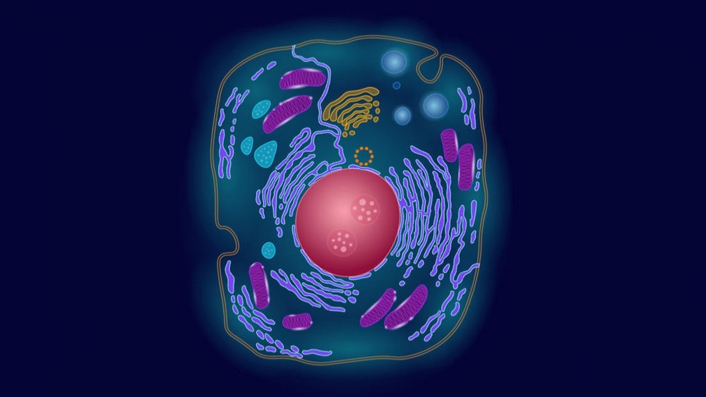 Строение эукариотической клетки животного