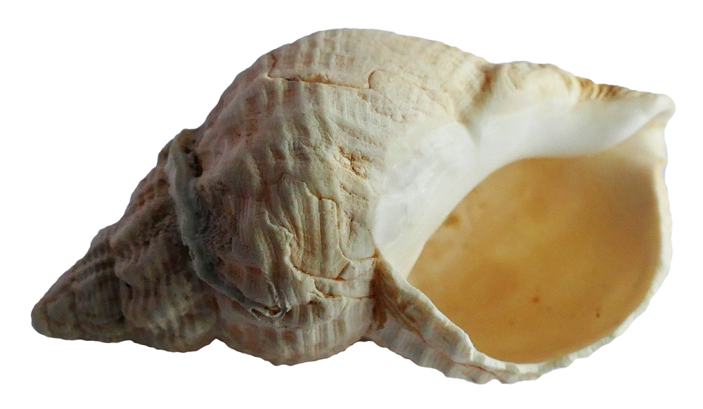 Съедобные моллюски