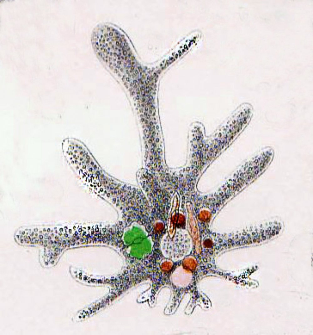 Амеба Amoebozoa