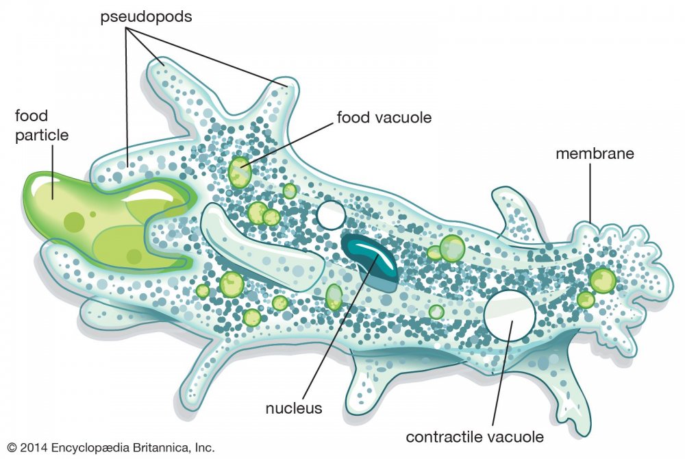 Строение амебы Протей Amoeba Proteus