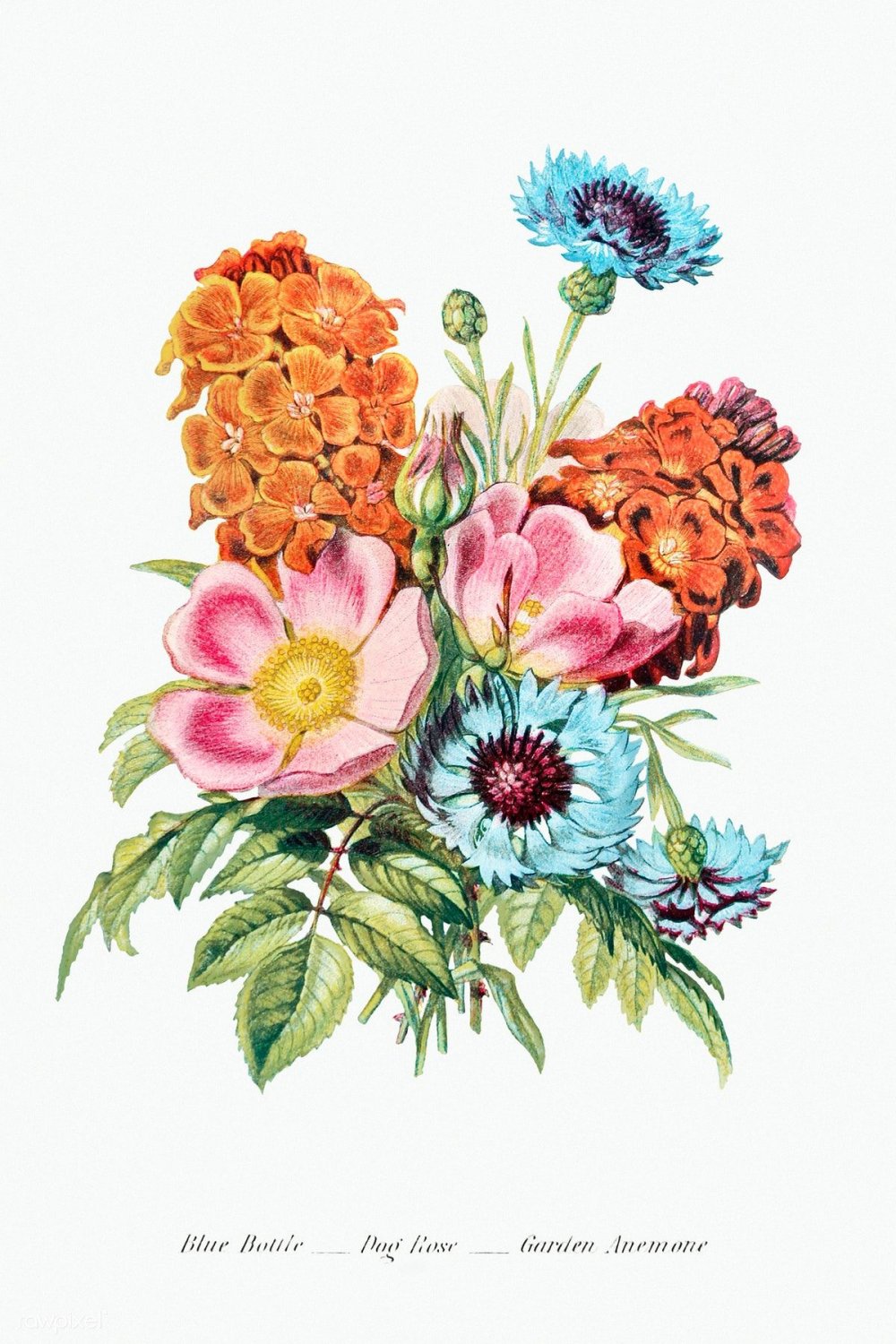 Иллюстрации цветов