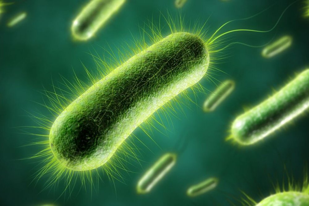 Бактерии редуценты