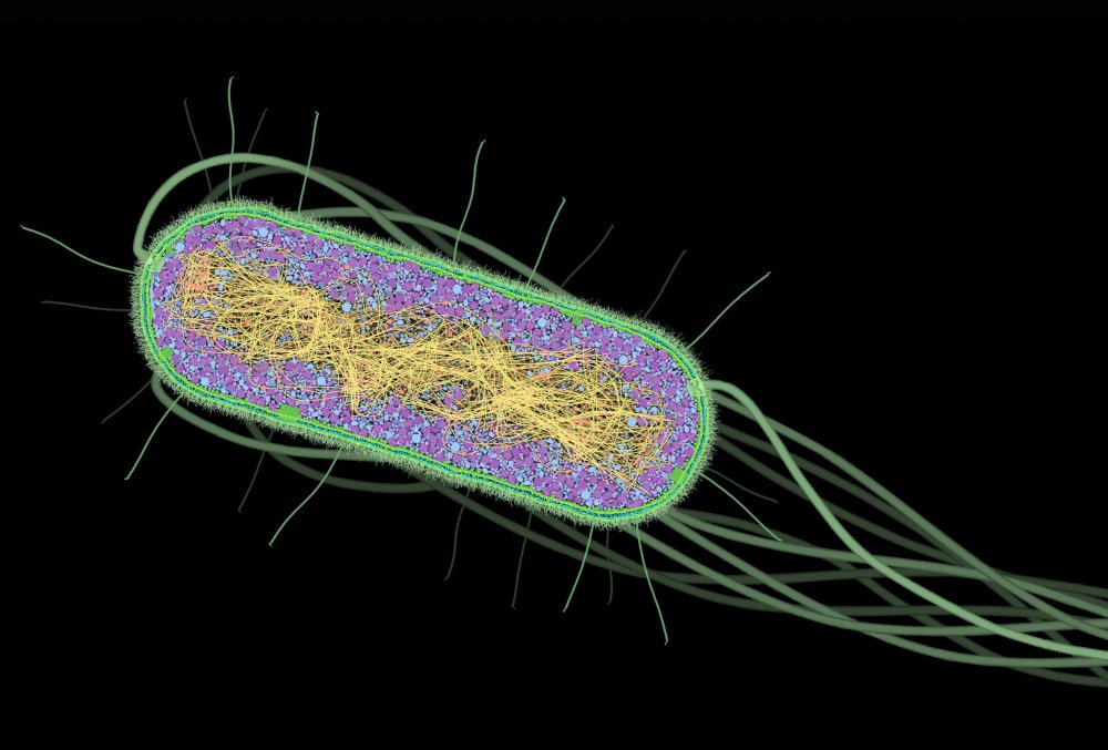 Бактерии анимация
