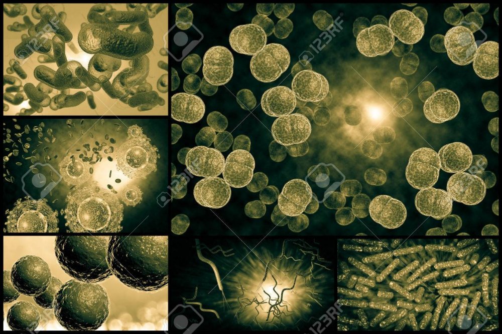 Стафилококки бактерии рисунок