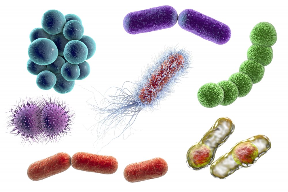 Микробы картинки