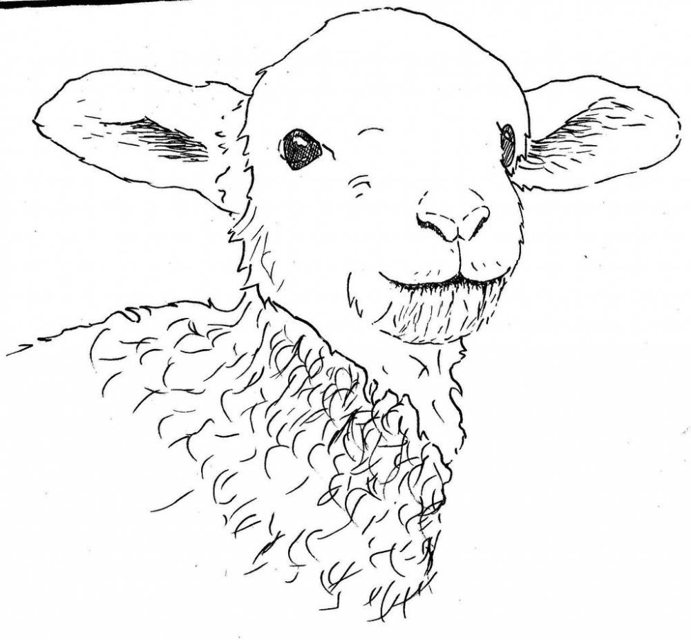 Овца мультяшная