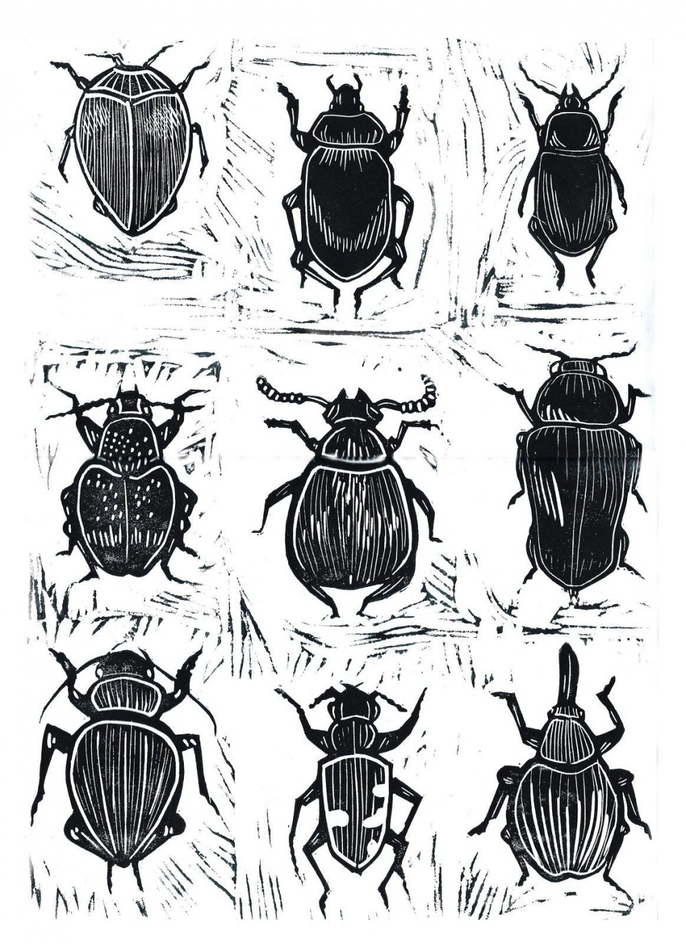 Симметрия насекомых