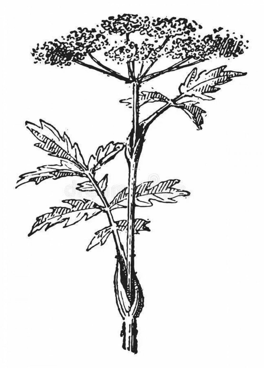 Heracleum freynianum