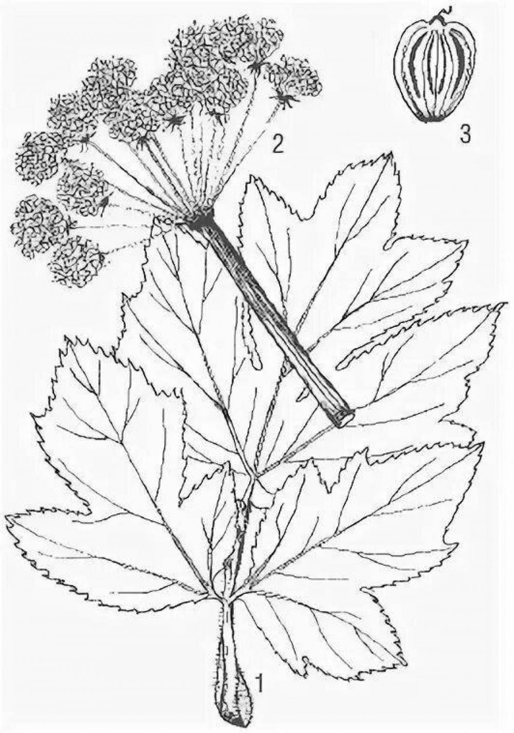 Борщевик Сосновского Ботаническая иллюстрация