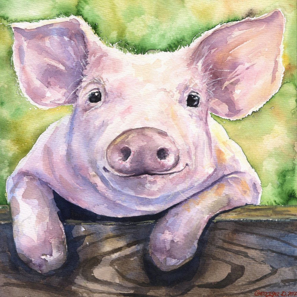 Свинка рисунок