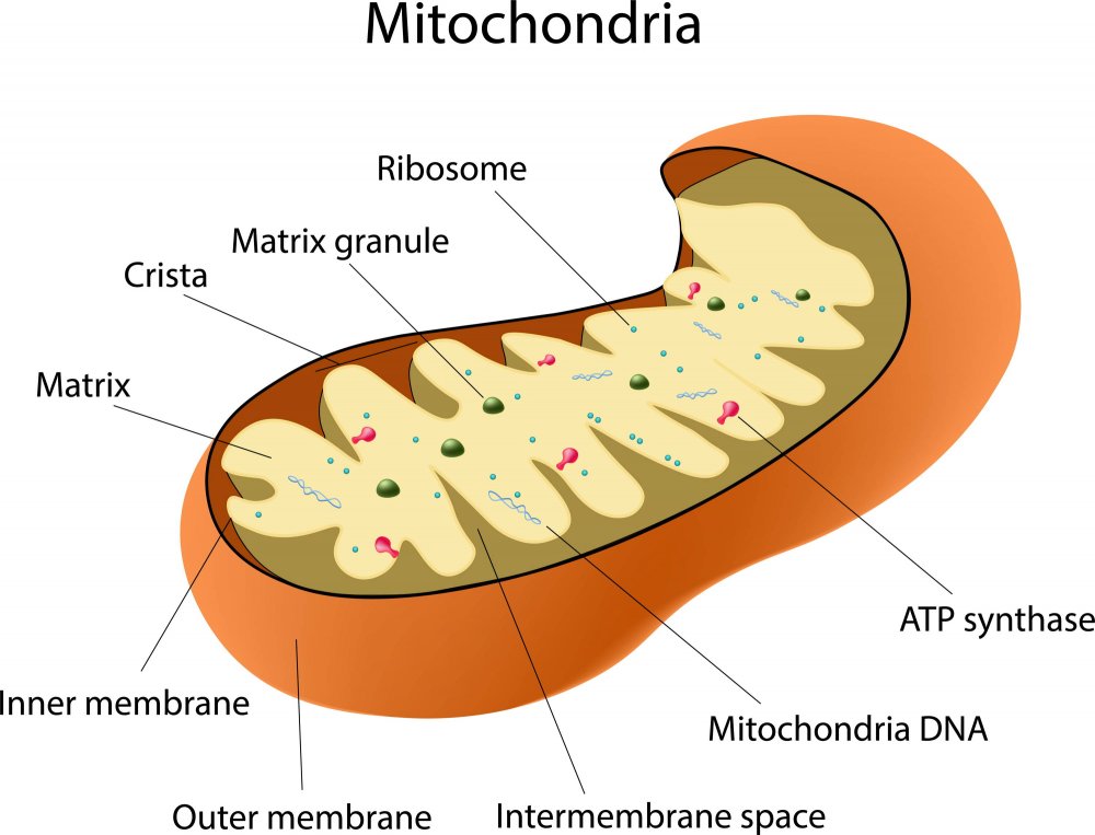 Mitochondria and Outer membrane